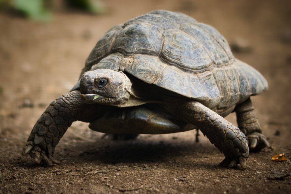 giant tortoise, tortoise, reptile-6559920.jpg